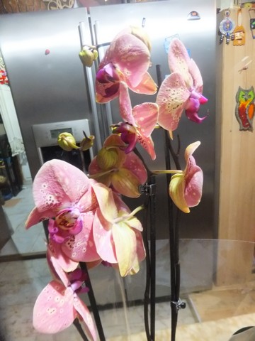 Name:  DSCF5041.jpg
Views: 458
Size:  57.9 KB