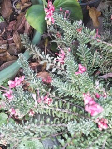 Name:  DSCF5073.jpg
Views: 445
Size:  43.5 KB