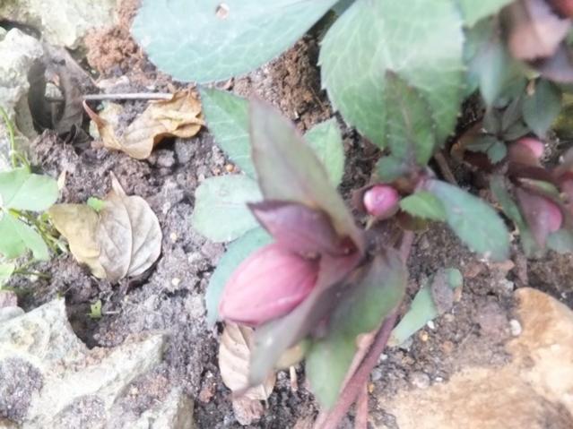 Name:  DSCF5094.jpg
Views: 476
Size:  49.8 KB