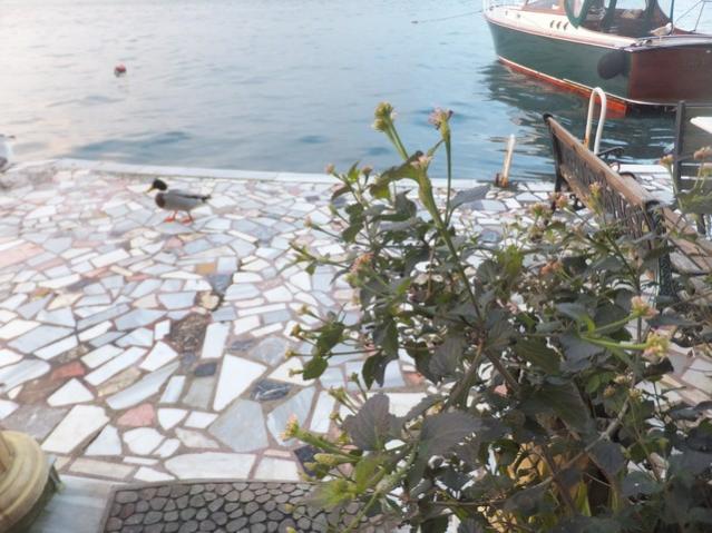 Name:  DSCF5098.jpg
Views: 458
Size:  56.1 KB