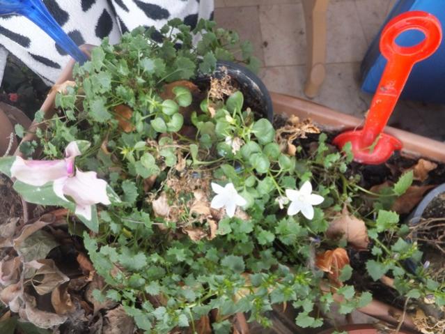 Name:  DSCF5153.jpg
Views: 465
Size:  61.6 KB