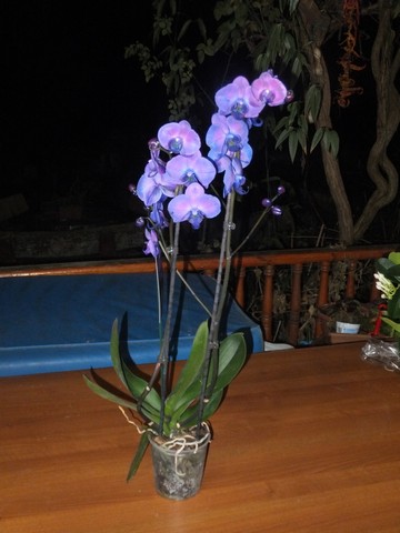 Name:  DSCF5169.jpg
Views: 459
Size:  50.9 KB