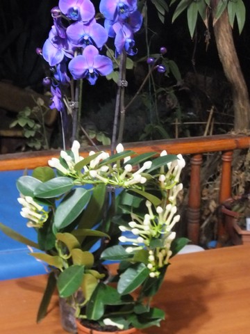 Name:  DSCF5177.jpg
Views: 459
Size:  63.6 KB