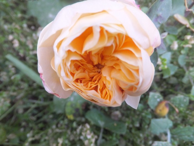 Name:  DSCF5185.jpg
Views: 448
Size:  69.2 KB