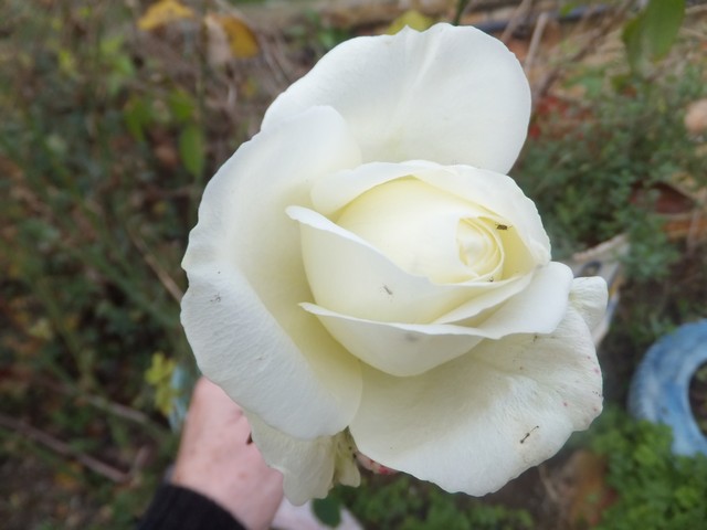 Name:  DSCF5191.jpg
Views: 476
Size:  59.4 KB