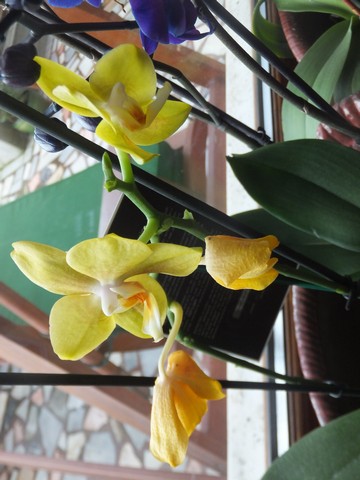 Name:  DSCF5207.jpg
Views: 684
Size:  58.0 KB