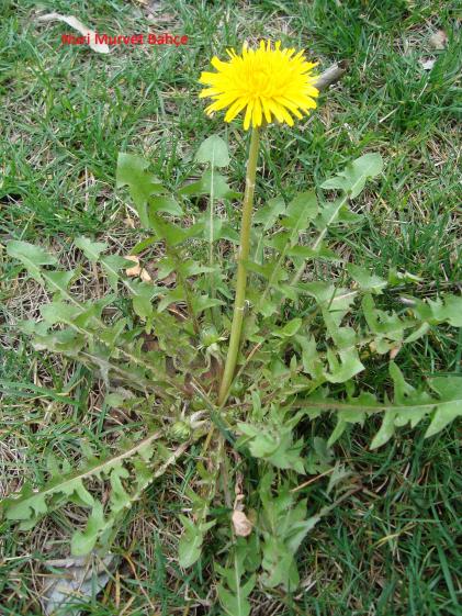 Name:  Nuri Murvet Bahe Karahindiba (Taraxacum officinale).jpg
Views: 5466
Size:  76.6 KB