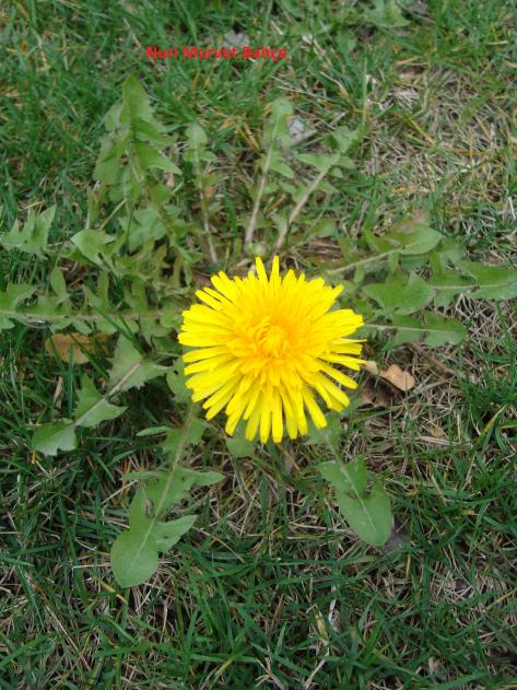 Name:  Nuri Murvet Bahe Karahindiba (Taraxacum officinale)..jpg
Views: 2062
Size:  76.7 KB