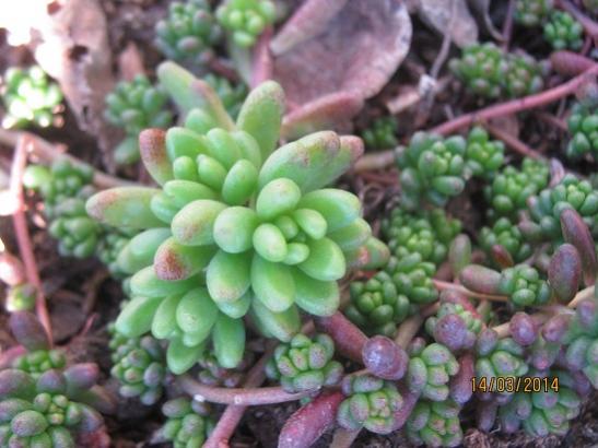 Name:  sedum rubrotinctum.jpg
Views: 802
Size:  39.6 KB