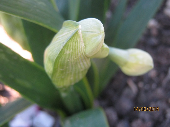 Name:  d. daffodil e..jpg
Views: 977
Size:  58.7 KB