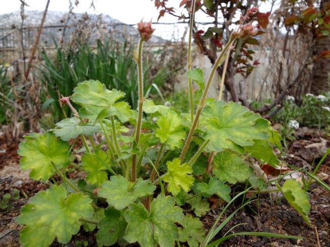 Name:  heuchera.jpg
Views: 672
Size:  66.5 KB
