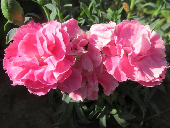 Name:  IMG_0994.jpg
Views: 1347
Size:  45.5 KB