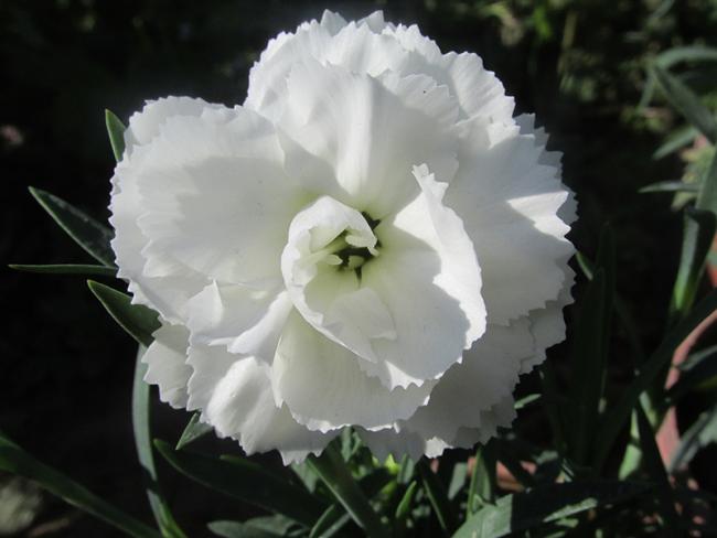 Name:  IMG_0996.jpg
Views: 1316
Size:  30.9 KB
