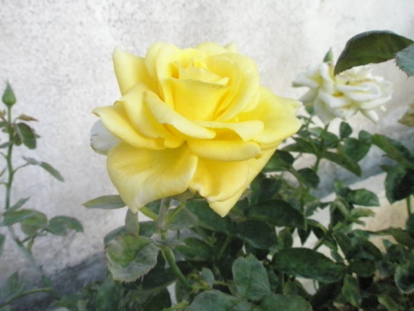 Name:  P9180979 (600 x 450).jpg
Views: 1274
Size:  54.0 KB