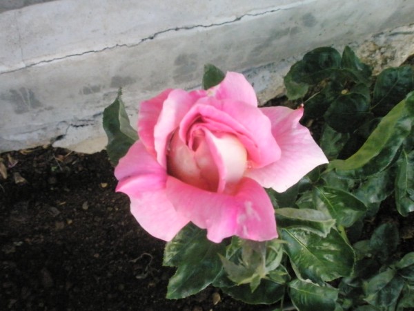Name:  P9180981 (600 x 450).jpg
Views: 1233
Size:  61.5 KB