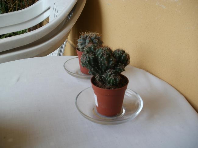 Name:  P1010212a.jpg
Views: 324
Size:  26.8 KB