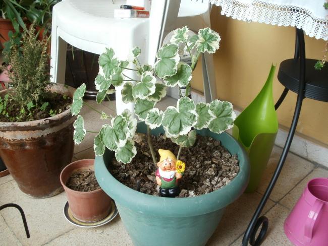 Name:  P1010218a.jpg
Views: 340
Size:  59.3 KB