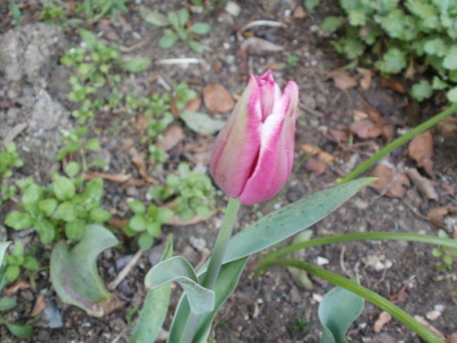 Name:  P1010237a.jpg
Views: 330
Size:  47.7 KB