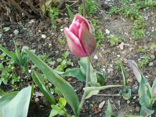 Name:  P1010238a.jpg
Views: 352
Size:  72.0 KB