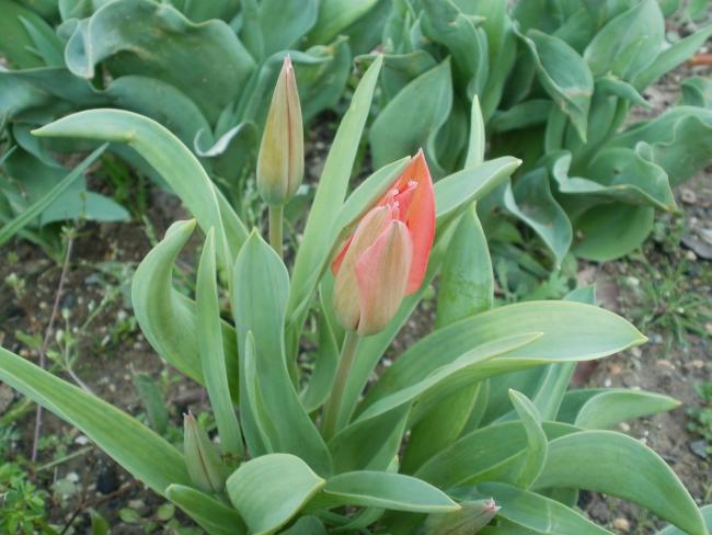Name:  P1010236a.jpg
Views: 324
Size:  47.0 KB