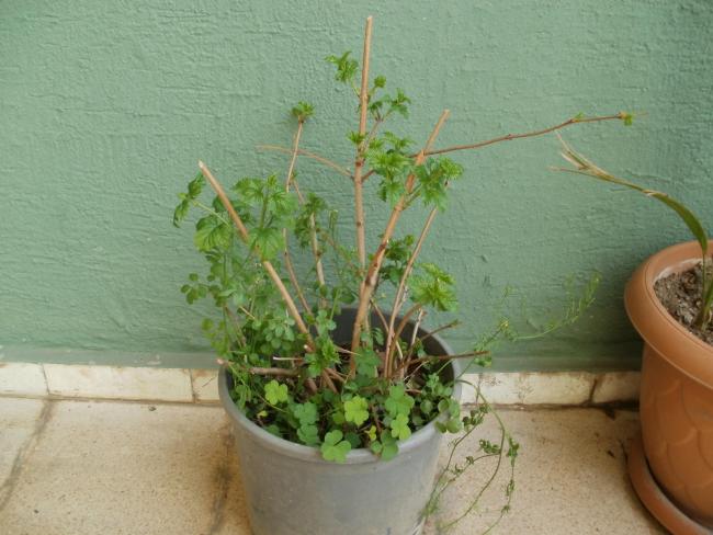 Name:  P1010215a.jpg
Views: 501
Size:  47.0 KB