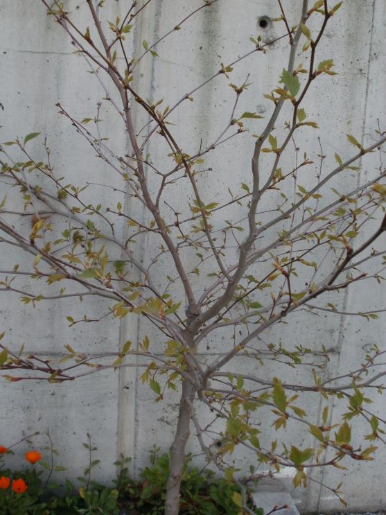 Name:  P1010231a.jpg
Views: 482
Size:  72.9 KB