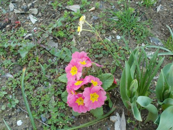 Name:  P1010233a.jpg
Views: 483
Size:  72.0 KB