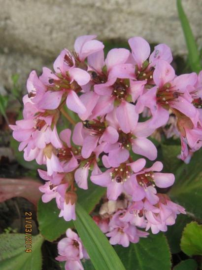 Name:  bergenia.jpg
Views: 613
Size:  34.8 KB