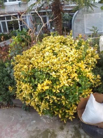 Name:  DSCF5241.jpg
Views: 605
Size:  44.9 KB