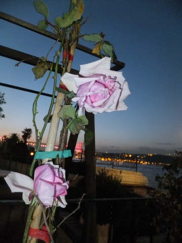 Name:  DSCF5261.jpg
Views: 351
Size:  53.0 KB