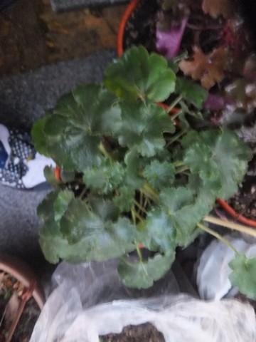Name:  DSCF5303.jpg
Views: 582
Size:  49.8 KB