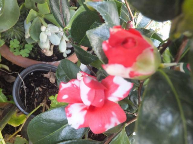 Name:  DSCF5343.jpg
Views: 340
Size:  43.4 KB