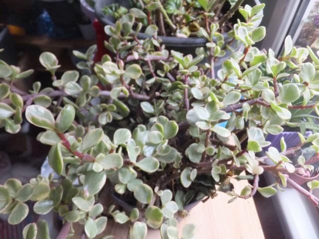 Name:  DSCF5376.jpg
Views: 417
Size:  55.8 KB
