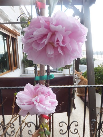 Name:  DSCF5392.jpg
Views: 334
Size:  63.4 KB
