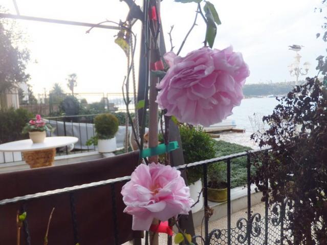 Name:  DSCF5393.jpg
Views: 335
Size:  47.4 KB