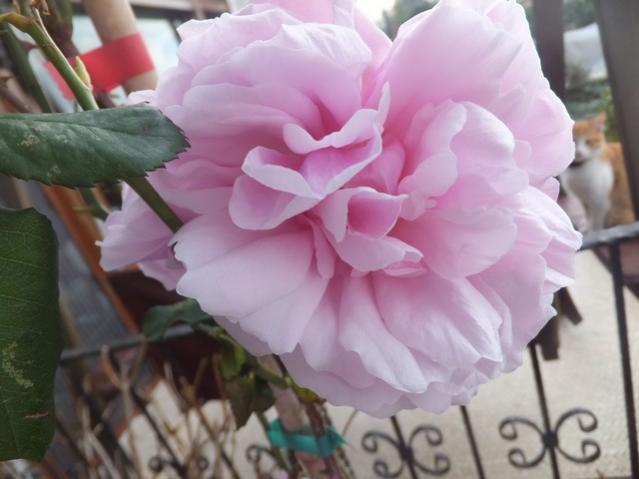 Name:  DSCF5394.jpg
Views: 330
Size:  35.2 KB