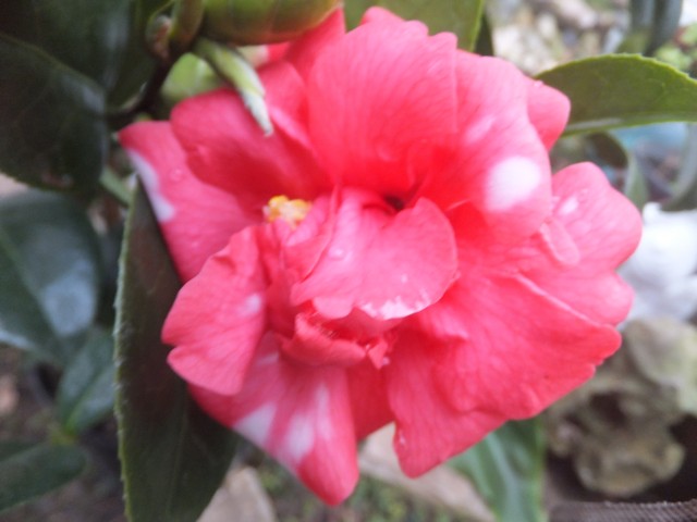Name:  DSCF5431.jpg
Views: 512
Size:  61.4 KB