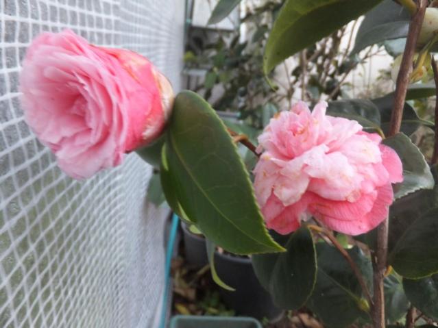 Name:  DSCF5435.jpg
Views: 495
Size:  40.7 KB