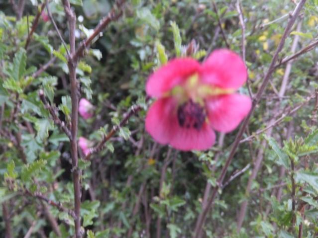 Name:  DSCF5498.jpg
Views: 491
Size:  47.4 KB