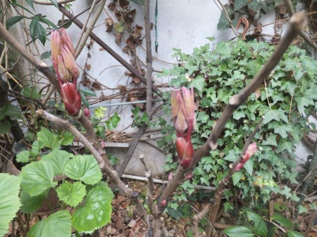 Name:  DSCF5501.jpg
Views: 494
Size:  67.6 KB