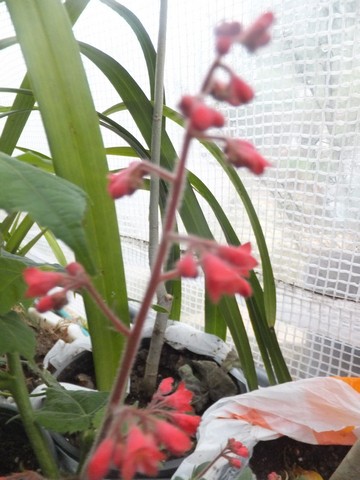 Name:  DSCF5502.jpg
Views: 505
Size:  64.1 KB