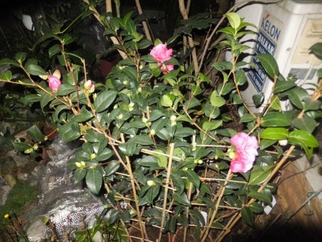Name:  DSCF5569.jpg
Views: 485
Size:  69.7 KB