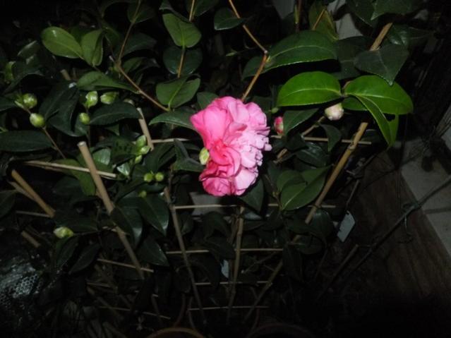 Name:  DSCF5571.jpg
Views: 477
Size:  36.5 KB