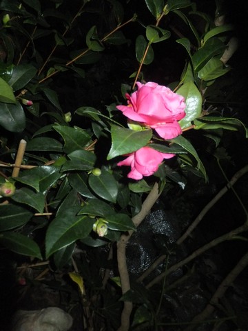 Name:  DSCF5572.jpg
Views: 477
Size:  55.7 KB