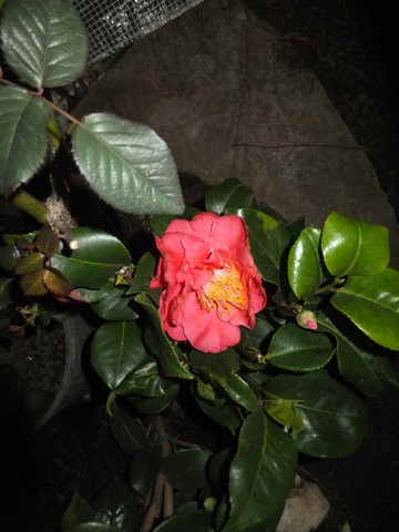 Name:  DSCF5573.jpg
Views: 479
Size:  56.0 KB