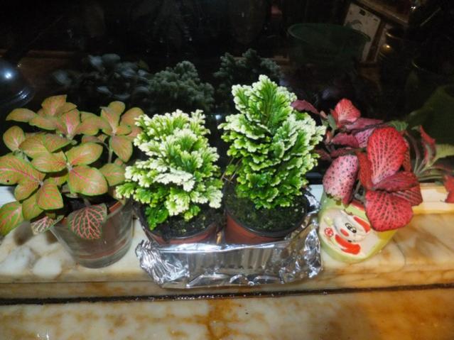 Name:  DSCF5588.jpg
Views: 485
Size:  50.4 KB