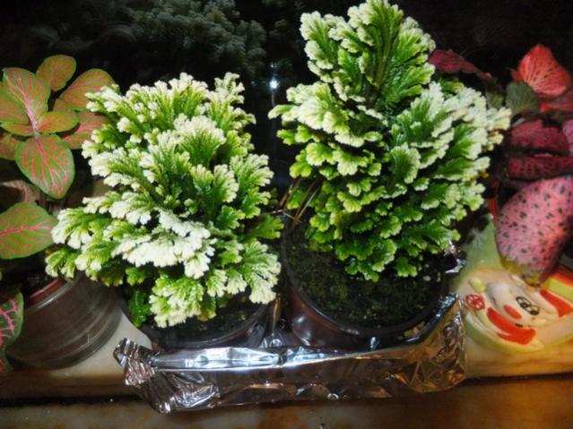 Name:  DSCF5590.jpg
Views: 497
Size:  60.3 KB