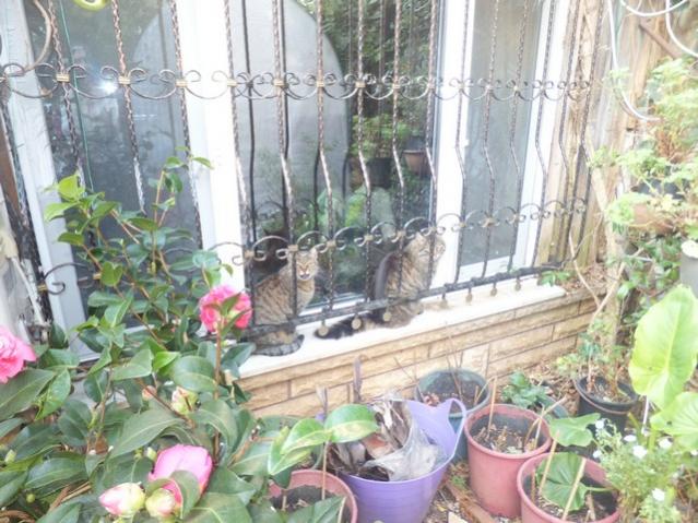 Name:  DSCF5607.jpg
Views: 521
Size:  63.2 KB