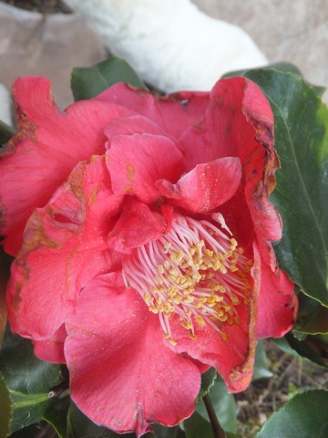 Name:  DSCF5612.jpg
Views: 495
Size:  55.9 KB