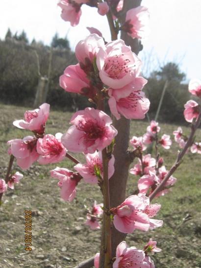 Name:  eftali.jpg
Views: 836
Size:  38.8 KB